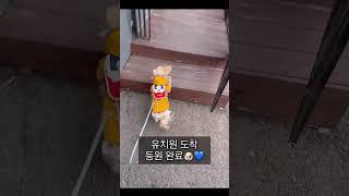 강아지유치원 등원하는 신난 개린이#강아지일상 #강아지브이로그 #dog #doglife #반려견 #개 #dogshorts #dogkindergarten #강아지유치원