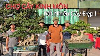 2 CÂY SANH NĐ của Bonsai ĐỨC HUY mang đến chợ cây HÙNG LUYÊN - KINH MÔN - HD .