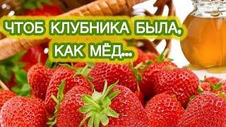 САМАЯ ЛУЧШАЯ ПОДКОРМКА ДЛЯ КЛУБНИКИ - если вкус ягод как вода.