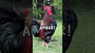 Amber!, Oh Amber!, Amber! #amber #claudia #maria #michael #jessica #rooster #chickens #comedy