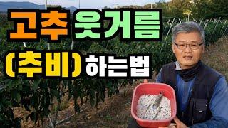 고추 웃거름 하는 시기 /  고추 웃거름 비료 / 고추 웃거름 주기 / 고추  웃거름시기 / 고추 추비 / 고추 추비 주는 법 / 고추재배법 / 고추 다수확