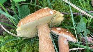 Premiers cèpes / girolles et champignons des pres