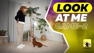 How to Teach a dog "Look at me" command | Part 2 | EveryDoggy