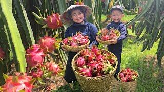 Cu Bon and his mother went to visit aunt Lien. Picking dragon fruit to sell