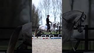 Dressage stallion does cavaletti work LIKE A BOSS 