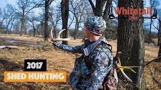 Shed Season 2017 | WhitetailDNA