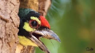 COPPERSMITH BARBET in PLUMAGE PERIOD