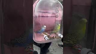 This is so cool !! Cute birds in bird bag #birds