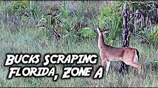 Hunting Buck Scrapes in South Florida Public Land