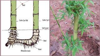 How to grow bamboo with Rhizome Transplant