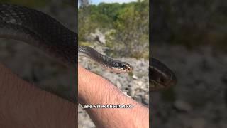 Exploring snake island 