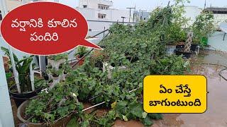 వర్షానికి కూలిన పందిరి, మీ సలహాలు కావాలి Garden when it rains