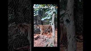 Royal Bengal Tiger spotted in Bhopal #tiger #royalbengaltiger #tigers #wildlife #wild #wildanimals