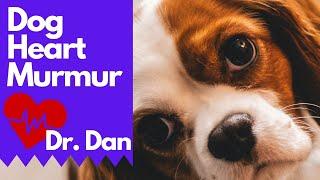 Dog Heart Murmur!  3 Vet Tips