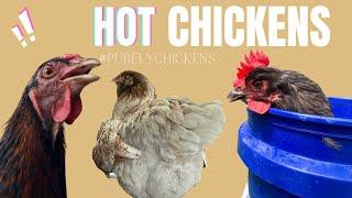 Hot Chickens!