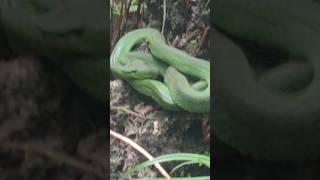 Pit Viper #When you encounter Dangerous Pit Viper Snake while camping #hiking