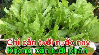 Loại nước tưới cho rau xanh tốt um tùm ít người biết