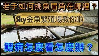 金魚系列-彰化超大土池飼養金魚！！在地熱情台灣人的老闆與客人零距離,讓sky哥將帶著我們認識金魚自繁過程,也會分享如何找到精品魚隻,如何判斷與治療鰓病