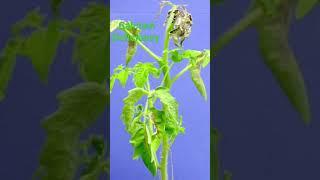 calcium Deficiency in tomato Crop #farmer #tomato #agriculture #vegetables