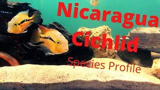 Hypsophrys nicaraguensis Species Profile