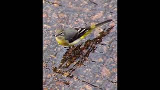 Grey Wagtail Bird Call