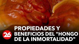 Revelan propiedades y beneficios del "hongo de la inmortalidad"