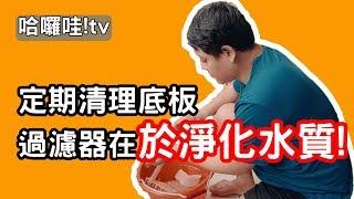 孔雀魚系統養殖日常 定期清理底板過濾在於淨化水質