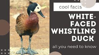 White-faced Whistling Duck facts   breeds in sub-Saharan Africa and much of South America