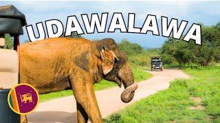 Best place to see wild elephants   in Sri Lanka!