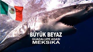 BÜYÜK BEYAZ GUADALUPE MEKSIKA