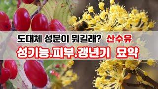 【약초대학TV】도대체 성분이 뭐길래? 산수유(성기능,피부,노화,갱년기 묘약)