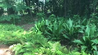 Mass plantings with autumn ferns and cast iron plants