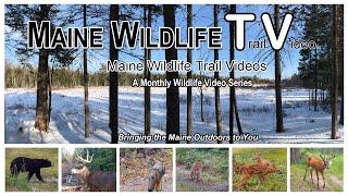 February 2025 - Maine Wildlife Trail Video