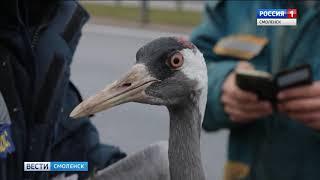 Телекомпания «ГТРК Смоленск» - В Смоленске спасли раненного журавля