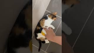#고양이 #cat #빗질 #냥펀치 #대답냥 #냥아치 #벼리 #고양이일상 #vlog 