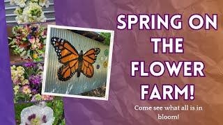 Come take a tour of our Texas Flower Farm in April!