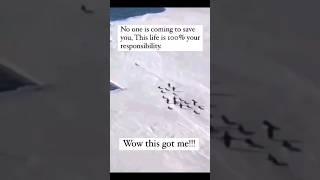 Penguins Showcase-Your Life-Your Responsibility#sia#unstoppable#penguin#antartica#hit#top#cool#bliss