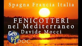 FENICOTTERI NEL MEDITERRANEO di Davide Mocci DOC RAI GEO - Spagna Francia Italia Flamingos Flamant