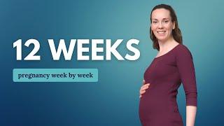 12 Weeks Pregnant  What to Expect: Changes for You & Baby Development