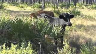 Florida Cracker Cattle: A Spanish Legacy