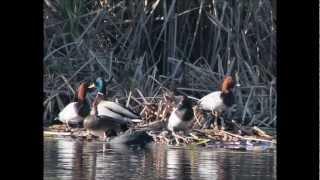 SOME COMMON BIRDS IN PORTUGAL