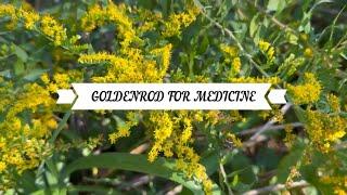 GOLDENROD FOR MEDICINE