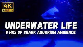 Menacing Sharks Underwater Asmr Sounds: White Noise Relaxation