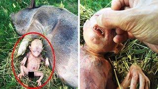 Farmer's Pig Gives Birth To Human Baby, He Takes A Closer Look And Starts Crying