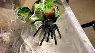 Tarantula Feeding - Green Bottle Blue (Chromatopelma cyaneopubescens) 2