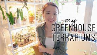 My Terrarium Greenhouses & Plant Cloches