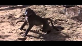 Animals get drunk by eating ripe Marula fruit -YouTube