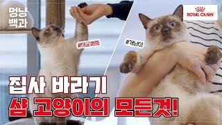 샴 고양이 키우기전 알아야할 5가지 관리 TIP 