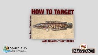 Northern Snakehead - How to Target - Maryland Department of Natural Resources