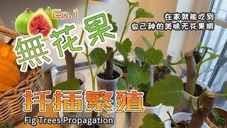 Fig trees propagation from cuttings